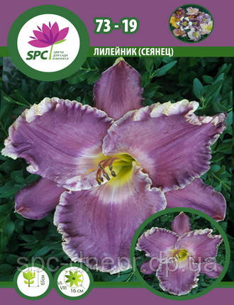 Лілейник сінець 73-19