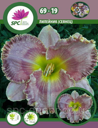 Лілейник сінець 69-19, фото 1