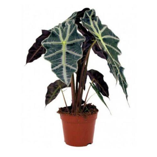 Вазон Алоказія 12