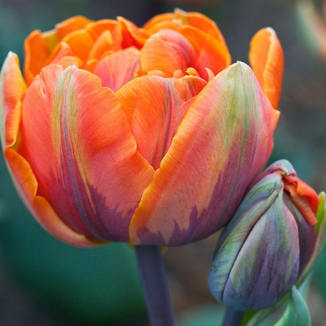 Тюльпан Оранж Принцес (Orange Princess), 5 шт. Україна, фото 2