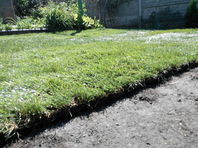 Рулонный газон