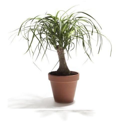 Вазон Нолина 17