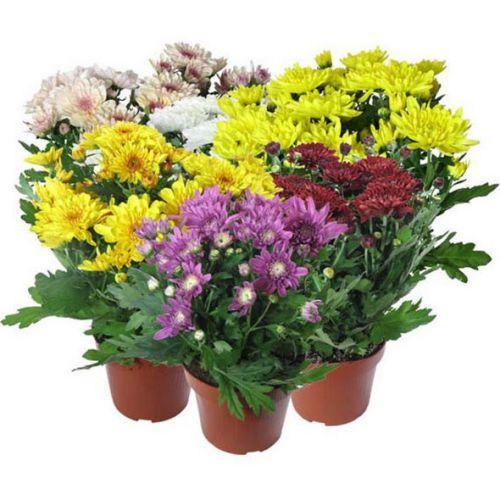 Вазон Хризантема Мікс 12