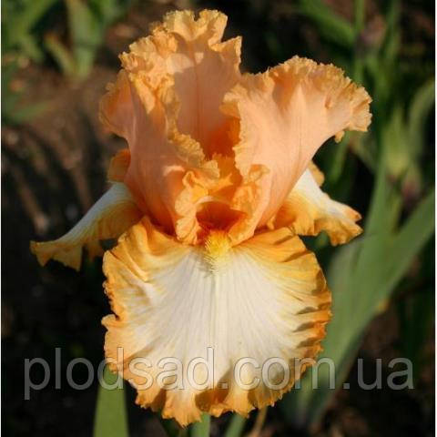Ірис бородатий Barbara My Love 30