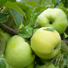 Саджанці яблуні осінньої сорт Антонівка звичайна, підщепа 54-118