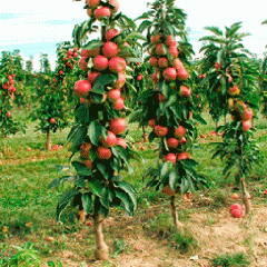 Колоноподібні сорти яблуні