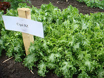 Подивіться на салати компанії Rijk Zwaan. Опис є на сайті.