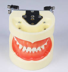 Модель, фантом зі знімними зубами для навчання стоматологів (Дитяча)