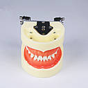 Модель, фантом зі знімними зубами для навчання стоматологів (Дитяча), фото 2