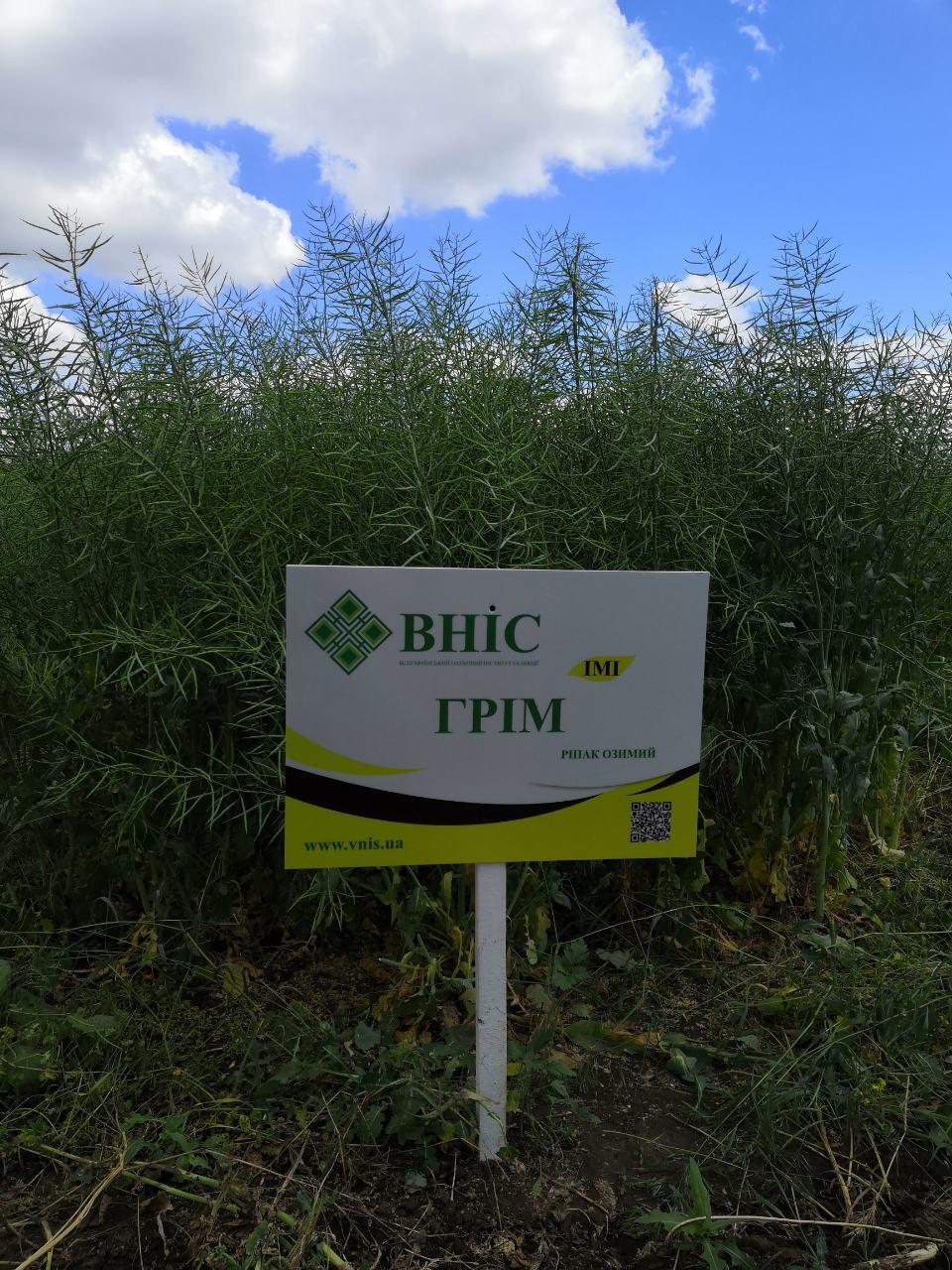 Насіння ріпаку Грім ІМІ