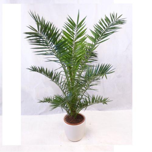 Вазон Фінік Канарський 18