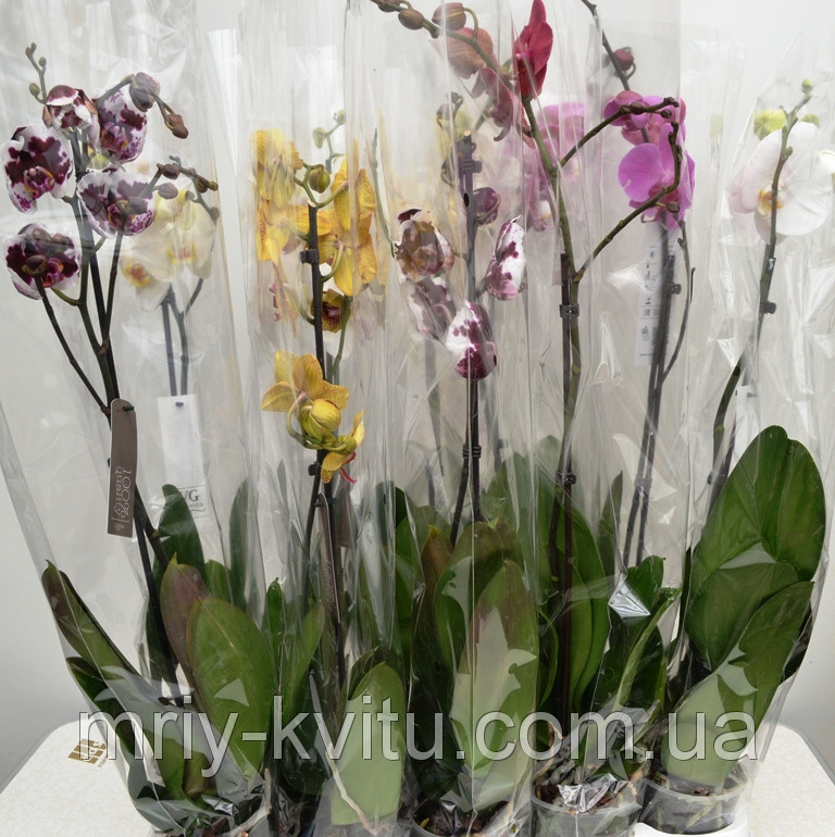 Вазон Орхидея 2 12/75-85 см - фото 1 - id-p998714249