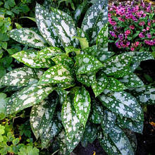 Медуниця цукрова Леопард (Pulmonaria saccharata Leopard)