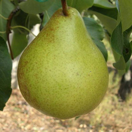 Саджанці груші зимової сорт Виставкова, підщепа ВА-29, фото 1