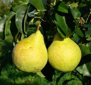 Саджанці груші зимової сорт Марія, підщепа ВА-29