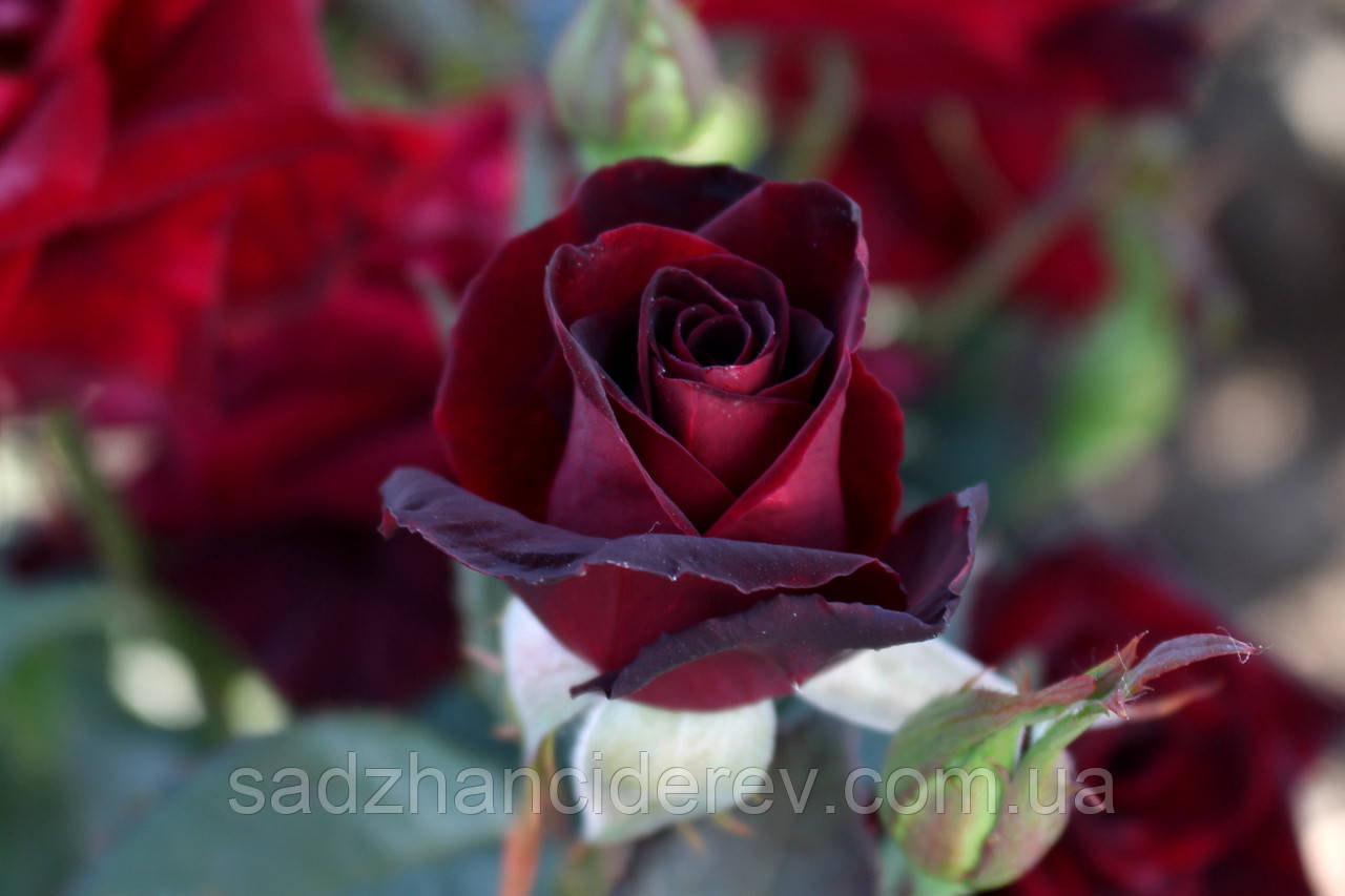 Саджанці троянд Блек Баккара (Black Baccara, Блэк Баккара), фото 1