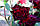 Саджанці троянд Блек Баккара (Black Baccara, Блэк Баккара), фото 6