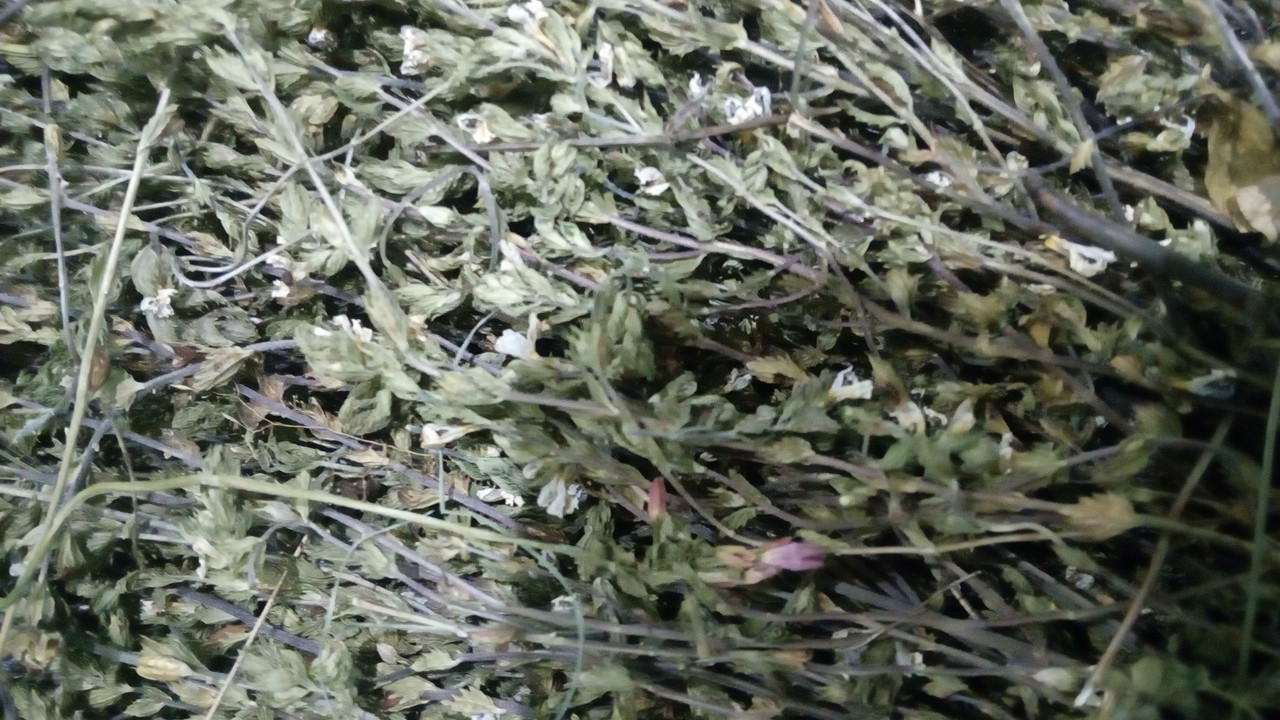 100г. Очанка трава, фото 1