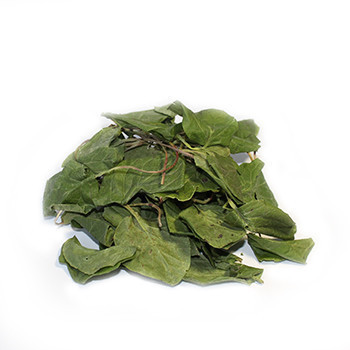 Грушанка круглолиста, 500г., фото 1