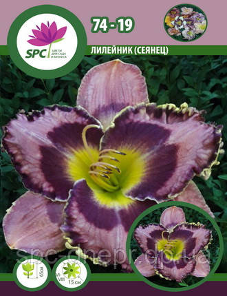Лілейник сінець 74-19