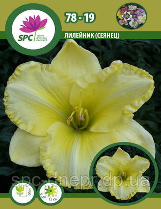 Лілейник сінець 78-19