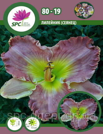Лілейник сінець 80-19