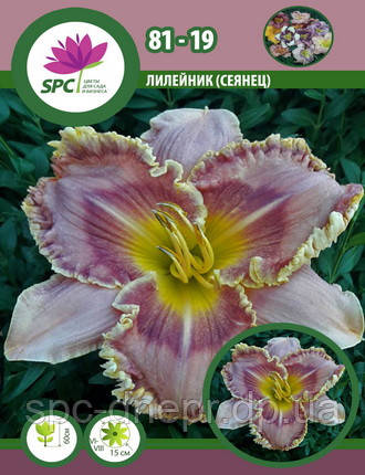 Лілейник сінець 81-19