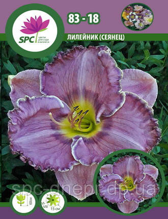 Лілейник сінець 83-19