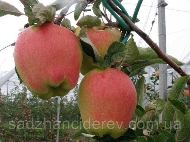 Саджанці яблунь Голд Чіф (Голд Пінк, Gold Chief, Gold Pink)