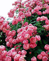 Англійські троянди плетисті оптом