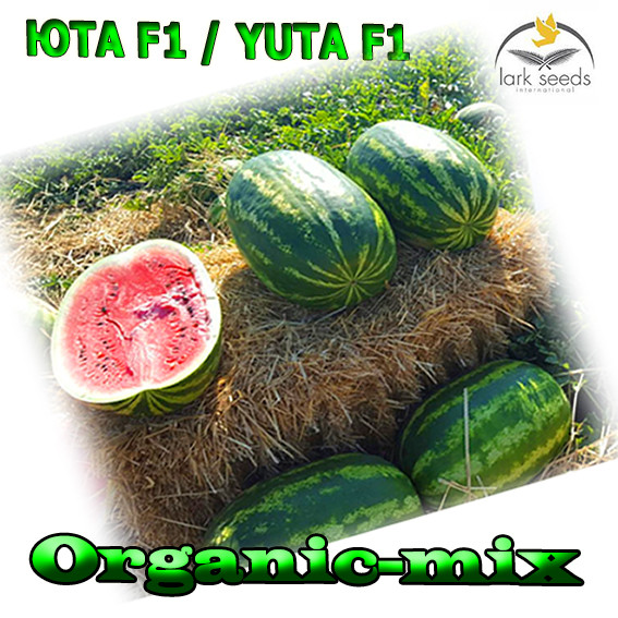 Насіння, кавун ЮТА F1 / YUTA F1, LARK SEEDS (США), 1000 насіння