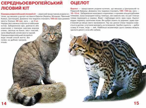 Енциклопедія Велика книжка. Дикі кішки. Світ навколо нас, фото 3