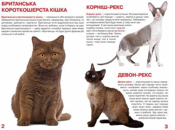 Енциклопедія для допитливих "Світ навколо нас. Велика книжка. Кішки" | Кристал Бук, фото 4