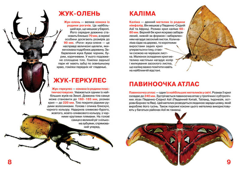 Енциклопедія Велика книжка. Комахи. Світ навколо нас, фото 3