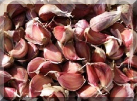 Часник посадковий сорт Любоваша, — зубок очищений 1 репродукція