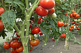 Президент II F1 10 шт. насіння томата високорослого Seminis Голландія, фото 3