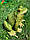 Садова фігура "Жаба" H — 17 см, фото 2