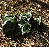 Надувне крісло в гермомішці Active Season, фото 5