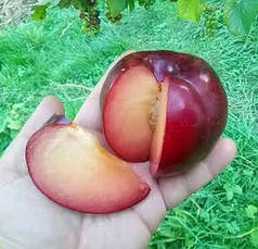 Диплоїдна слива (алича) сорт Бербанк Гігант, підщепа алича