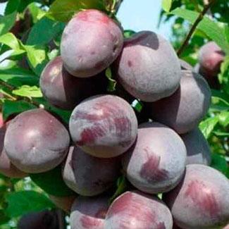 Диплоїдна слива (алича) сорт Блек Стар, підщепа алича