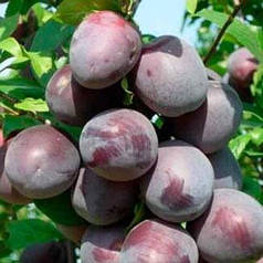 Диплоїдна слива (алича) сорт Блек Стар, підщепа алича