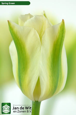 Тюльпан Спрінг Грін (Spring Green), 2 шт. Голандія., фото 2