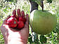 Саджанці яблуні Мутсу NK (Польша), фото 3