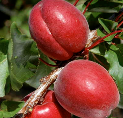 Саджанці абрикоса раннього сорт Рубиста, підщепа алича