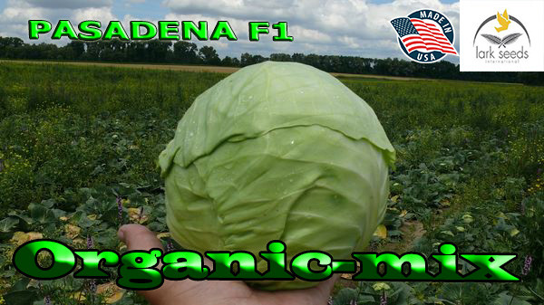 Капута рання Пасадена F1 (Lark seeds, США), проф.пакет 2500 насіння