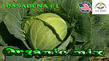 Капута рання Пасадена F1 (Lark seeds, США), проф.пакет 2500 насіння, фото 3
