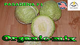 Капута рання Пасадена F1 (Lark seeds, США), проф.пакет 2500 насіння, фото 4
