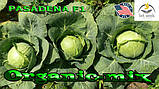Капута рання Пасадена F1 (Lark seeds, США), проф.пакет 2500 насіння, фото 5