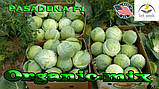 Капута рання Пасадена F1 (Lark seeds, США), проф.пакет 2500 насіння, фото 6