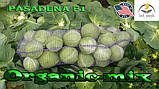 Капута рання Пасадена F1 (Lark seeds, США), проф.пакет 2500 насіння, фото 6